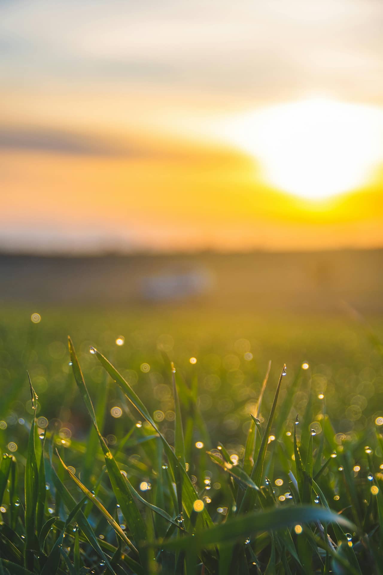 Wiese im Sonnenaufgang